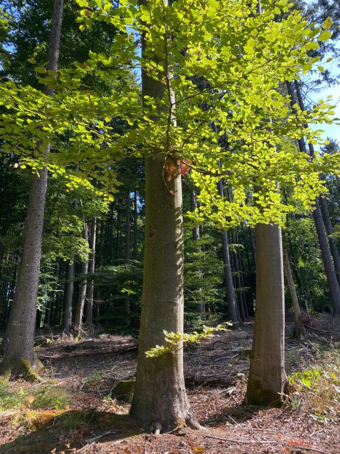 Ferienwohnung Waldblick Wilhelmsdorf Buitenkant foto